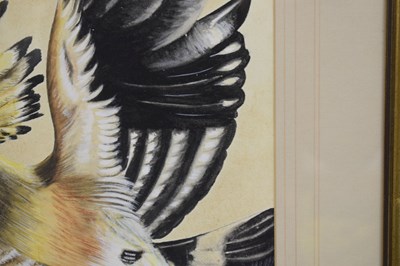 Lot 422 - Attributed to Edwin Penny (British, 1930-2016) - Watercolour - Hoopoe