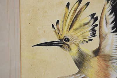 Lot 422 - Attributed to Edwin Penny (British, 1930-2016) - Watercolour - Hoopoe
