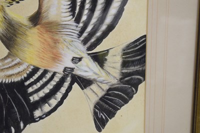 Lot 422 - Attributed to Edwin Penny (British, 1930-2016) - Watercolour - Hoopoe