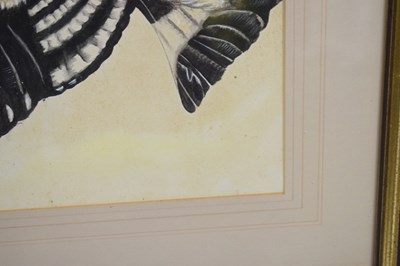 Lot 422 - Attributed to Edwin Penny (British, 1930-2016) - Watercolour - Hoopoe