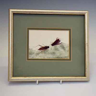 Lot 585 - Small Chinese watercolour on pith paper of two cockroaches