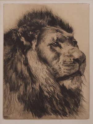 Lot After Herbert Thomas Dicksee, (1862-1942) - Etching - Head of a Lion