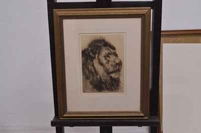 Lot After Herbert Thomas Dicksee, (1862-1942) - Etching - Head of a Lion