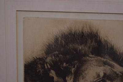 Lot After Herbert Thomas Dicksee, (1862-1942) - Etching - Head of a Lion