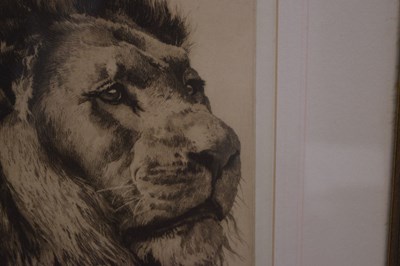 Lot After Herbert Thomas Dicksee, (1862-1942) - Etching - Head of a Lion