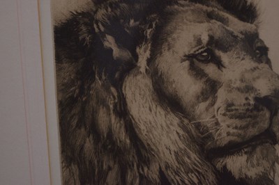 Lot After Herbert Thomas Dicksee, (1862-1942) - Etching - Head of a Lion