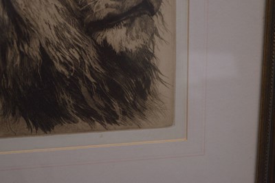 Lot After Herbert Thomas Dicksee, (1862-1942) - Etching - Head of a Lion