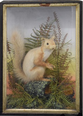 Lot 253 - Taxidermy - Late Victorian or Edwardian cased preserved Red Squirrel by Lewis Hutton