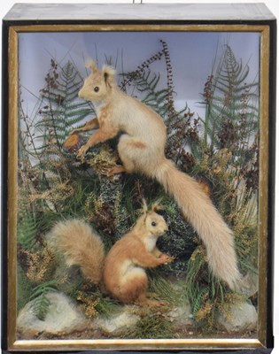 Lot 252 - Taxidermy - Late Victorian or Edwardian cased preserved pair of Red Squirrels by Lewis Hutton