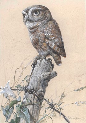 Lot 511 - Edwin Penny, (1930-2016) - Watercolour - 'Little Owl'