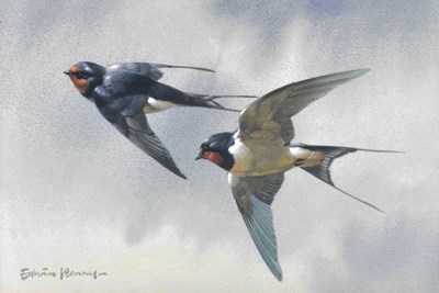 Lot 512 - Edwin Penny, (1930-2016) - watercolour - two swallows in flight
