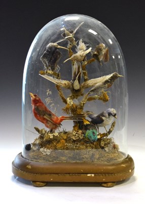 Lot 549 - Taxidermy - Victorian ornithological group